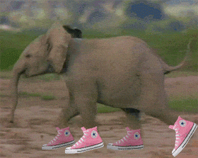 Dp bbm animasi gajah lucu pakai sepatu
