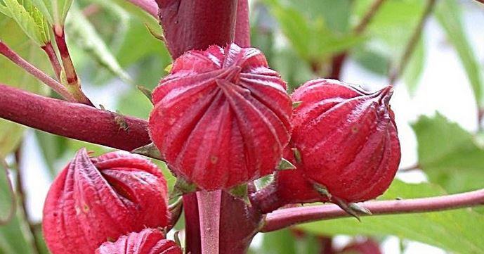 Manfaat bunga Rosella Bagi Kesehatan