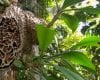 Khasiat Sarang Semut Papua