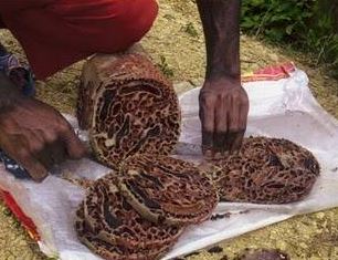 Khasiat Sarang Semut Papua bagi Kesehatan Tubuh