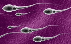 Manfaat Sperma Pria Bagi Kesehatan